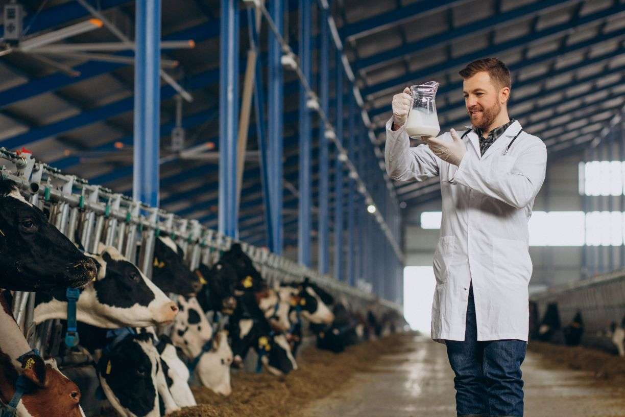 Commercial Dairy Farms