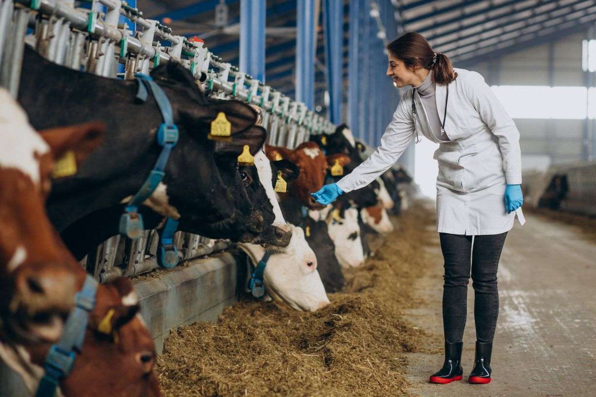 Dairy Farms